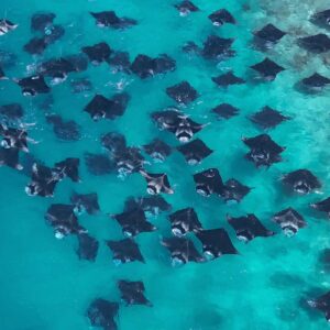 Mantas seen from the air, swimming in huge schools during a thrilling Kamadhoo Inn excursion, Hanifaru Bay, Maldives