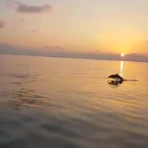 Dolphin Sunset Cruise