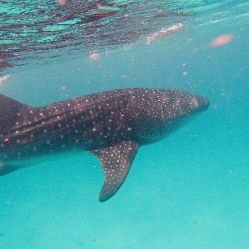 Whaleshark swimming in the blue water, Maldives