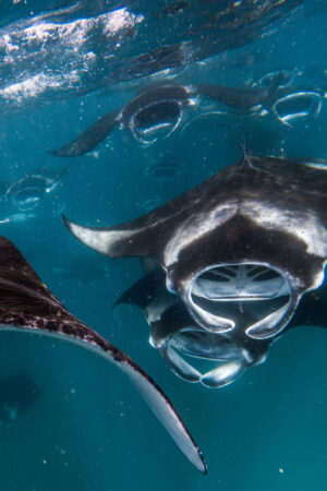 Mantas swimming towards the camera. Majestic scenes from manta diving tours.