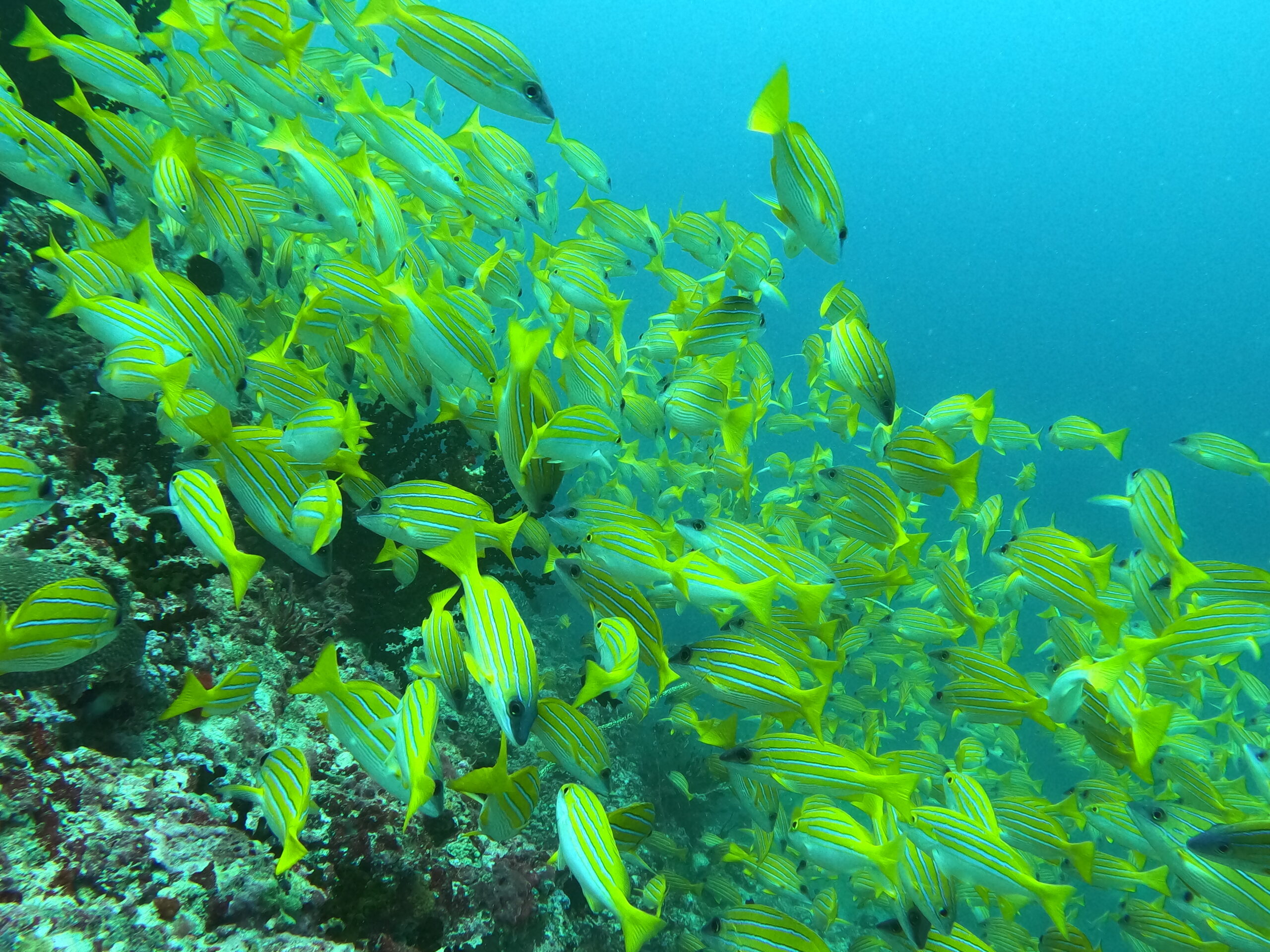 Green fish swimming by the reef, Hanifaru Bay, Maldives